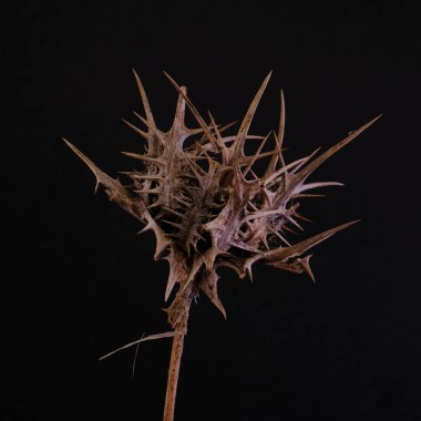 Siyah arka planda kuru bir diken.