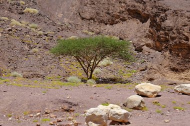 Eilat yakınlarındaki Amram Sütunları 'ndaki Arava Çölü..
