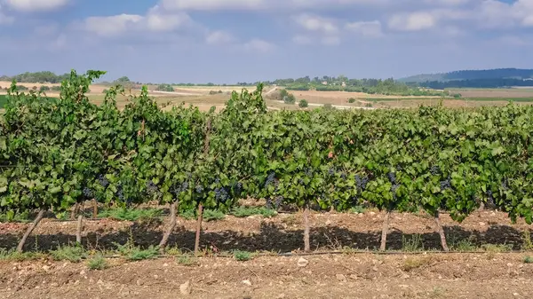 Close Vineyard Red Black Grapes — Stock fotografie