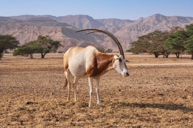 Hay-Bar Yotvata Doğa Koruma Alanında Gemsbok veya Oryx ceylanı, İsrail.