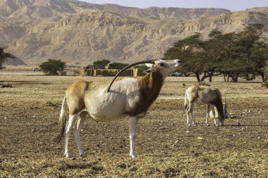Hay-Bar Yotvata Doğa Koruma Alanında Gemsbok veya Oryx ceylanı, İsrail.