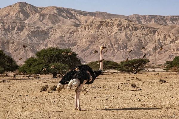 Autruche Dans Réserve Naturelle Hay Bar Yotvata Israël — Photo