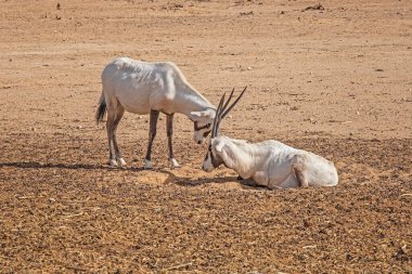 Hay-Bar Yotvata Doğa Koruma Alanında Gemsbok veya Oryx ceylanı, İsrail.