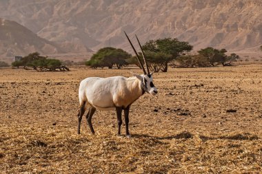 Hay-Bar Yotvata Doğa Koruma Alanında Gemsbok veya Oryx ceylanı, İsrail.