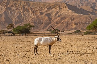Hay-Bar Yotvata Doğa Koruma Alanında Gemsbok veya Oryx ceylanı, İsrail.