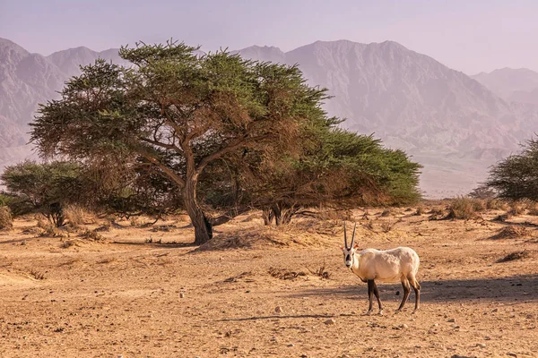 Hay-Bar Yotvata Doğa Koruma Alanında Gemsbok veya Oryx ceylanı, İsrail.