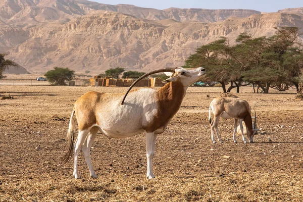 Gemsbok Oryx Gazella Dans Réserve Naturelle Hay Bar Yotvata Israël — Photo