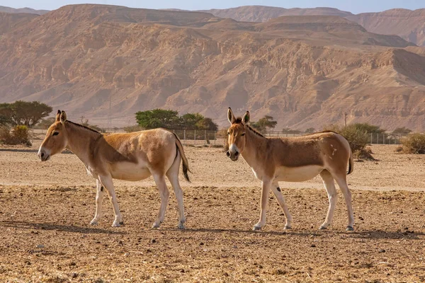 Donkeys Hay Bar Yotvata Nature Reserve Israel — Photo