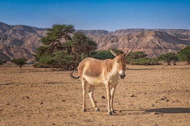 Donkey in Hay-Bar Yotvata Nature Reserve, Israel.