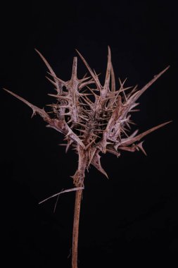 Siyah arka planda kuru bir diken.