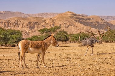 Donkey and Ostrich in Hay-Bar Yotvata Nature Reserve, Israel.