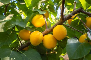 Yeşil yaprakların arka planına karşı şeftaliler.