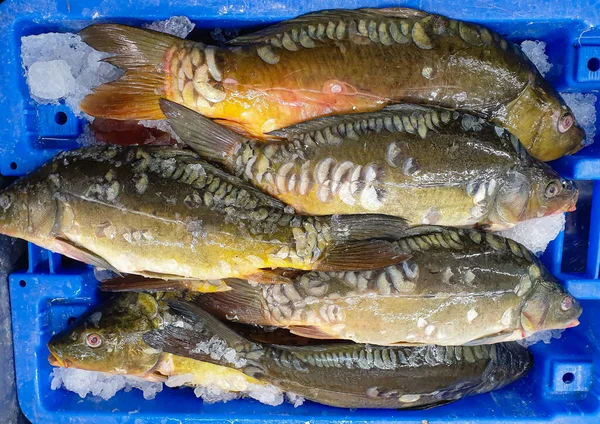 A box with freshly caught fish in ice.