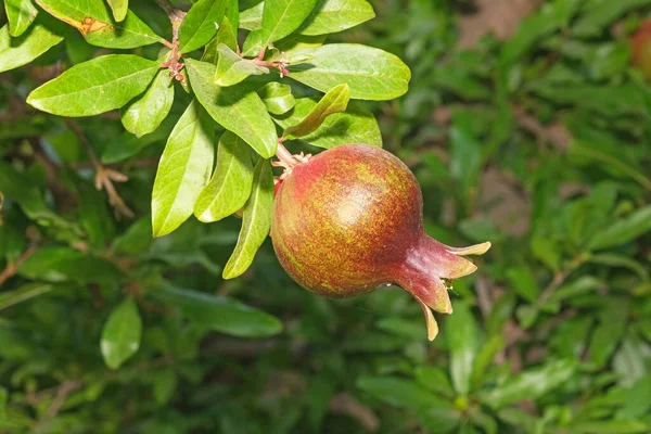 Owoce Granatu Gałęzi Drzewa — Zdjęcie stockowe