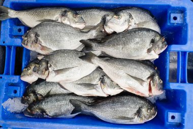 Buzlu taze balık dolu bir kutu..