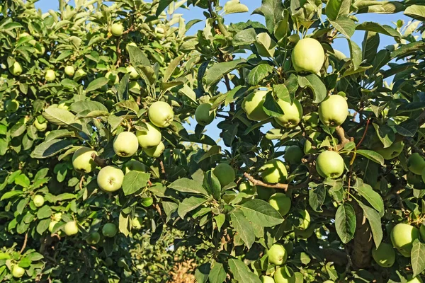 수확기에는 사과를 얹는다 — 스톡 사진