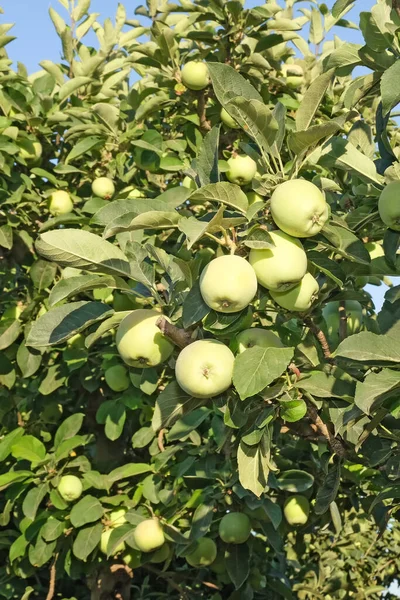 수확기에는 사과를 얹는다 — 스톡 사진
