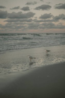 İki deniz kuşu gün batımında kumlu sahilde dururlar.