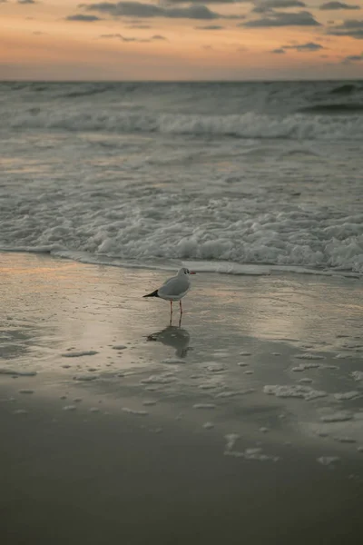 Uma Gaivota Solitária Fica Margem Mar Tempestuoso Olha Para Lado — Fotografia de Stock