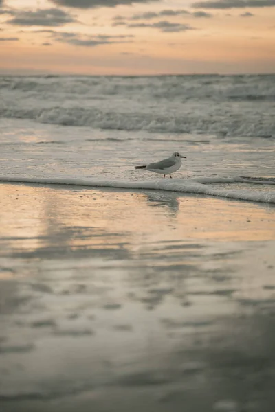 Seagull Walks Seashore Sunset Waves Wash Away Sand Naga Birds — Foto Stock