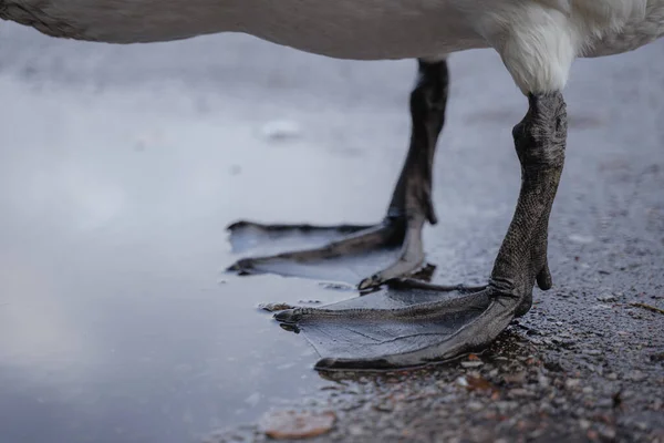 Bir kuğunun perdeli ayakları, dev kuş ayakları, perdeli ayaklı bir deniz kuşunun ayakları.