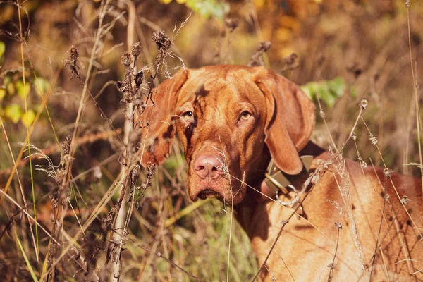 Hungarian Vizsla Sunny Autumn Day Grass Portrait Dog Field Magyar — Stock Photo, Image