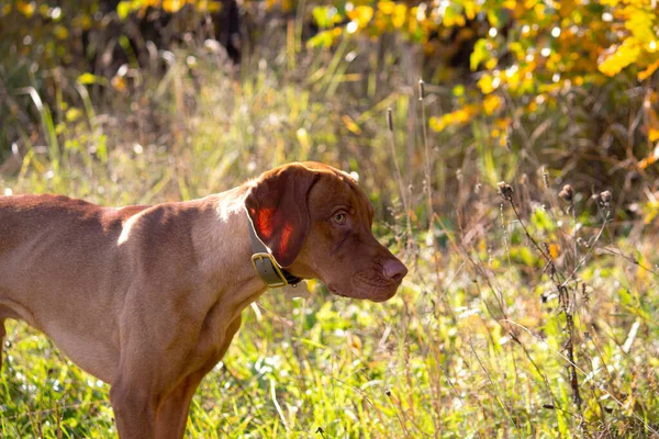 Ungarisch Vizsla Einem Sonnigen Herbsttag Gras Porträt Eines Hundes Auf — Stockfoto
