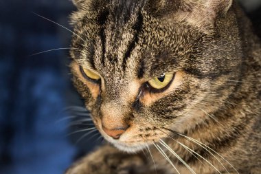 Avrupa 'nın kısa hava kedisi hoşnutsuz görünüyor, sadece kedinin kafası büyük..