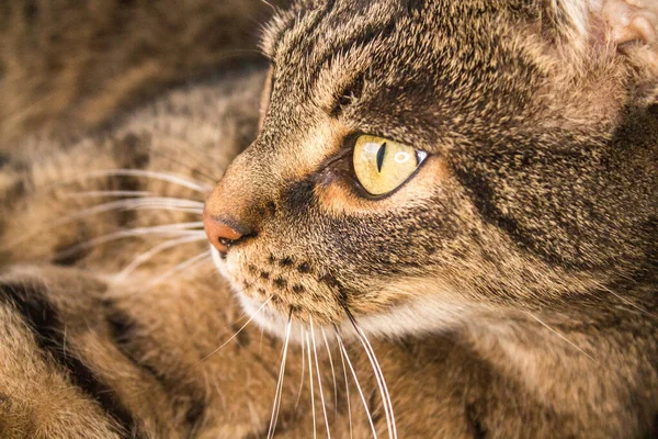 Gato Shorthair Europeu Olha Interessado Cabeça Gato Grande — Fotografia de Stock