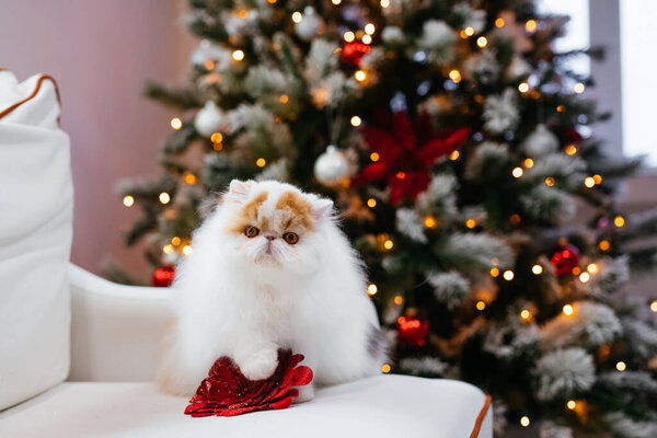 Persian cat sitting on the sofa in front of the Christmas tree
