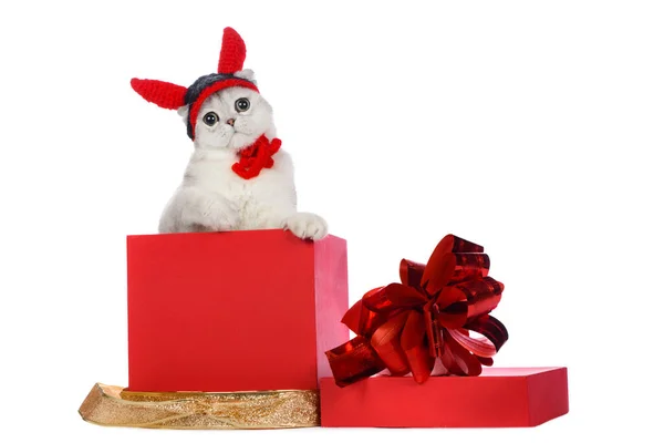 赤い箱の中の白い猫の頭にニット帽 — ストック写真