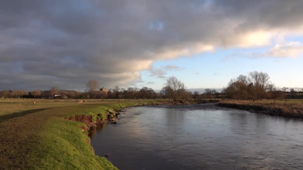 Een Video Van Een Bocht Rivier Eamont Met Schapen Grazen — Stockvideo