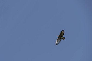 Bulutsuz bir yaz gününde gökyüzünde yükselen bir şahin