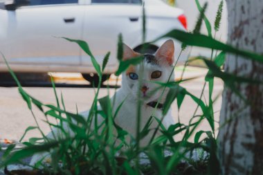 fotografia de un gato con un ojo de color naranja otro azul distinto con fondo de un jardn verde
