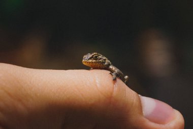 fotografia de una lagartija siendo sostenida por una mano humana