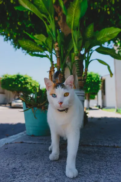 Fotografia Gato Con Ojo Color Naranja Otro Azul Distinto Con — Stockfoto