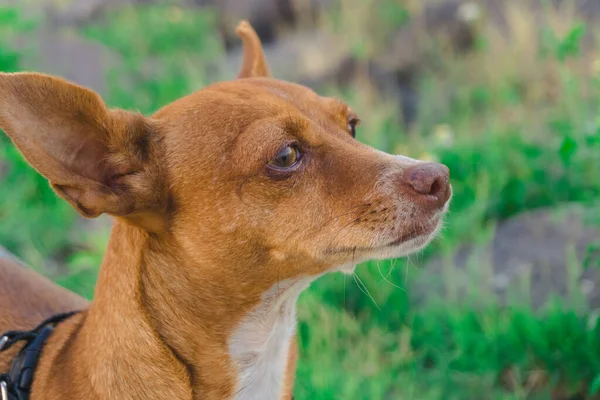Fotografia Una Mascota Que Perro Chihuahua Color Cafe Viendo Horizonte — Stockfoto