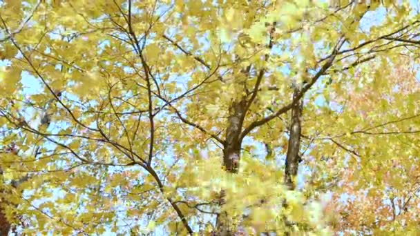 Yellow Maple Leaves Falling Slow Motion Autumn Fall Park — Vídeo de Stock