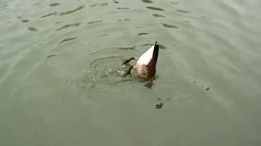 Duck Swimming and relaxing in the river surface. Nature background concept