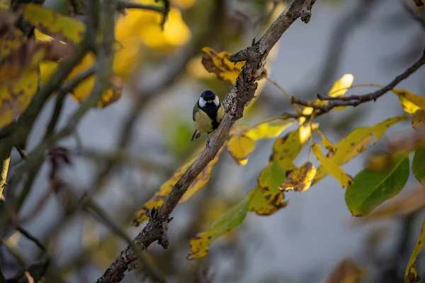 Autumn Garden Its Inhabitants — Stock Photo, Image