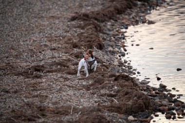 Jakc Resel bahar yürüyüşünde