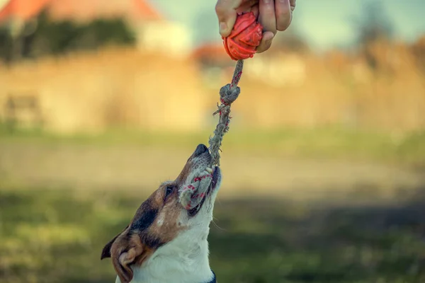 Hundträning Naturen — Stockfoto