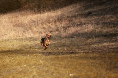 Vahşi doğada köpek eğitimi