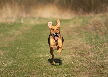Vahşi doğada köpek eğitimi