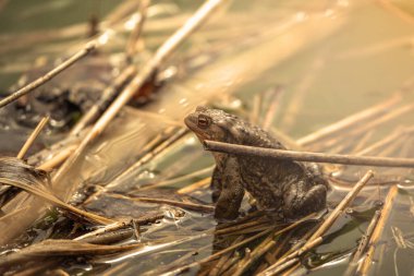 Ore Dağları 'nda ilkbahar
