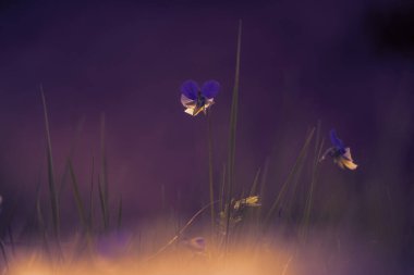 Ore Dağları 'nda ilkbahar