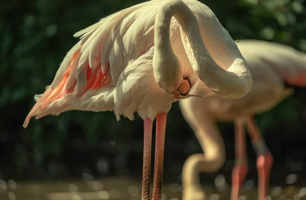 Chomutov Zoo Sommertag Der Natur — Stockfoto