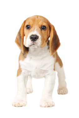 Beagle beyaz zemin üzerine