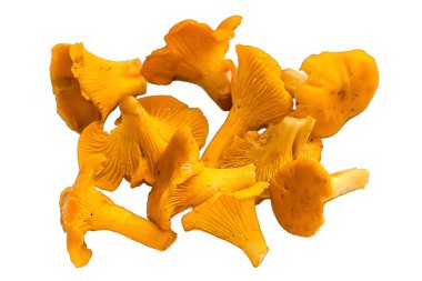 Chanterelles