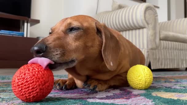 Чарівний старший такса ліниво лежить на килимі, лиже помаранчеву м'яку кульку, спеціальну іграшку для прибирання собак язиком і зубами — стокове відео